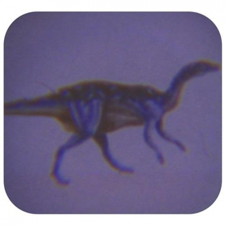 Latarka Projektor 24 Slajdy Dinozaury Zwierzęta-56324