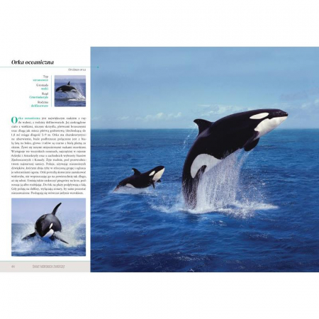 Świat Morskich Zwierząt Książka Przyrodnicza-78215
